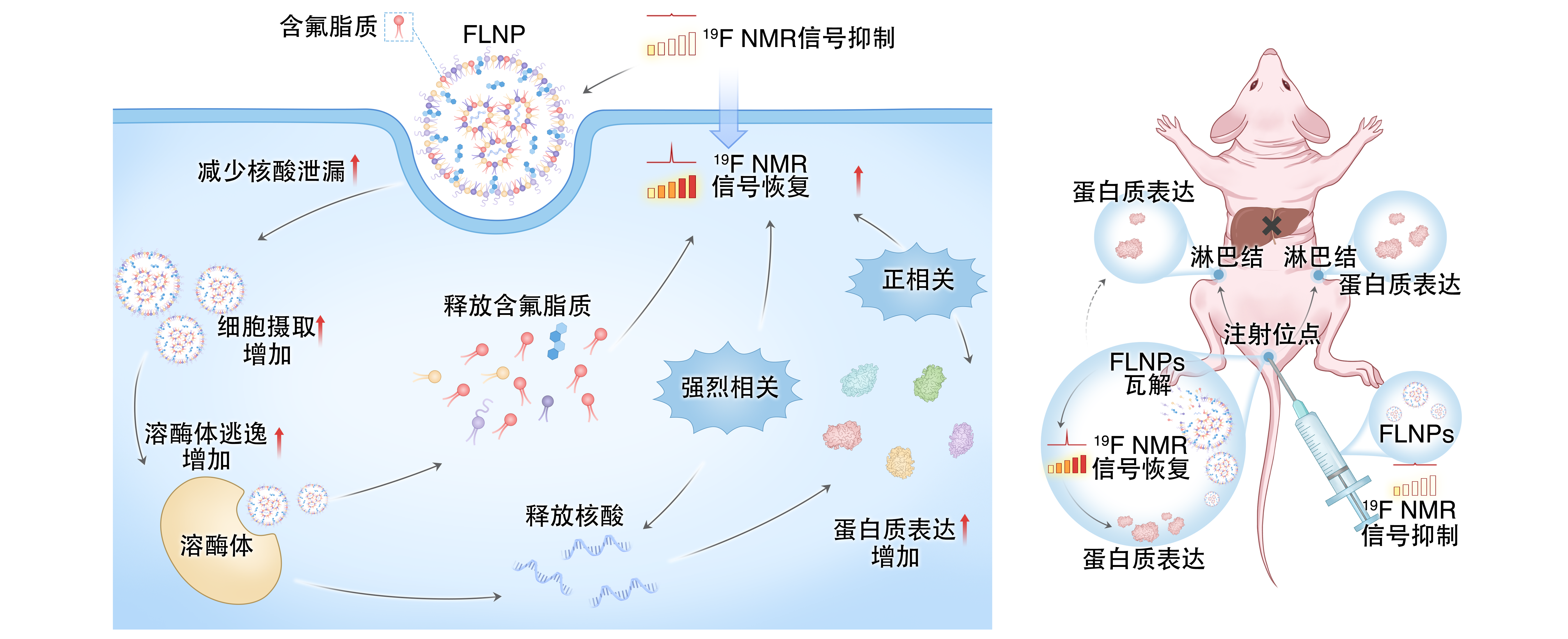 让 mRNA 在体内“看得见” 尊龙凯时人生就是搏在mRNA疫苗递送研究方面取得重要进展
